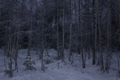 frosty trees 091 — Скачать