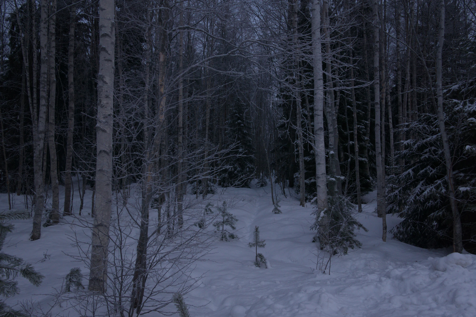 frosty trees 092 — Descargar