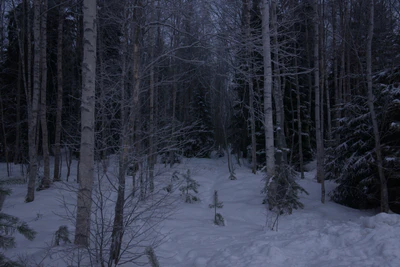 frosty trees 092 — Descargar