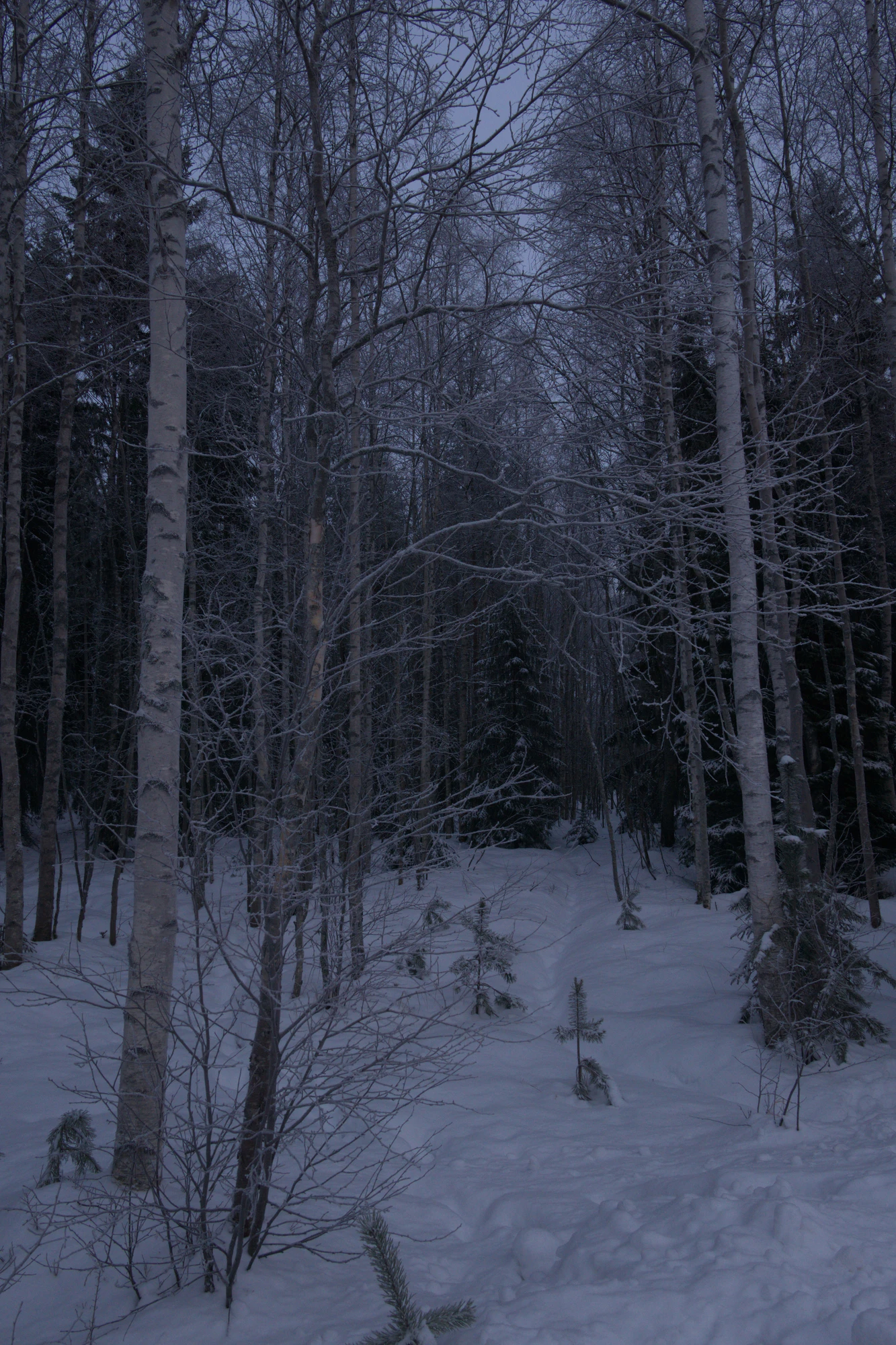 frosty trees 093 — Скачать