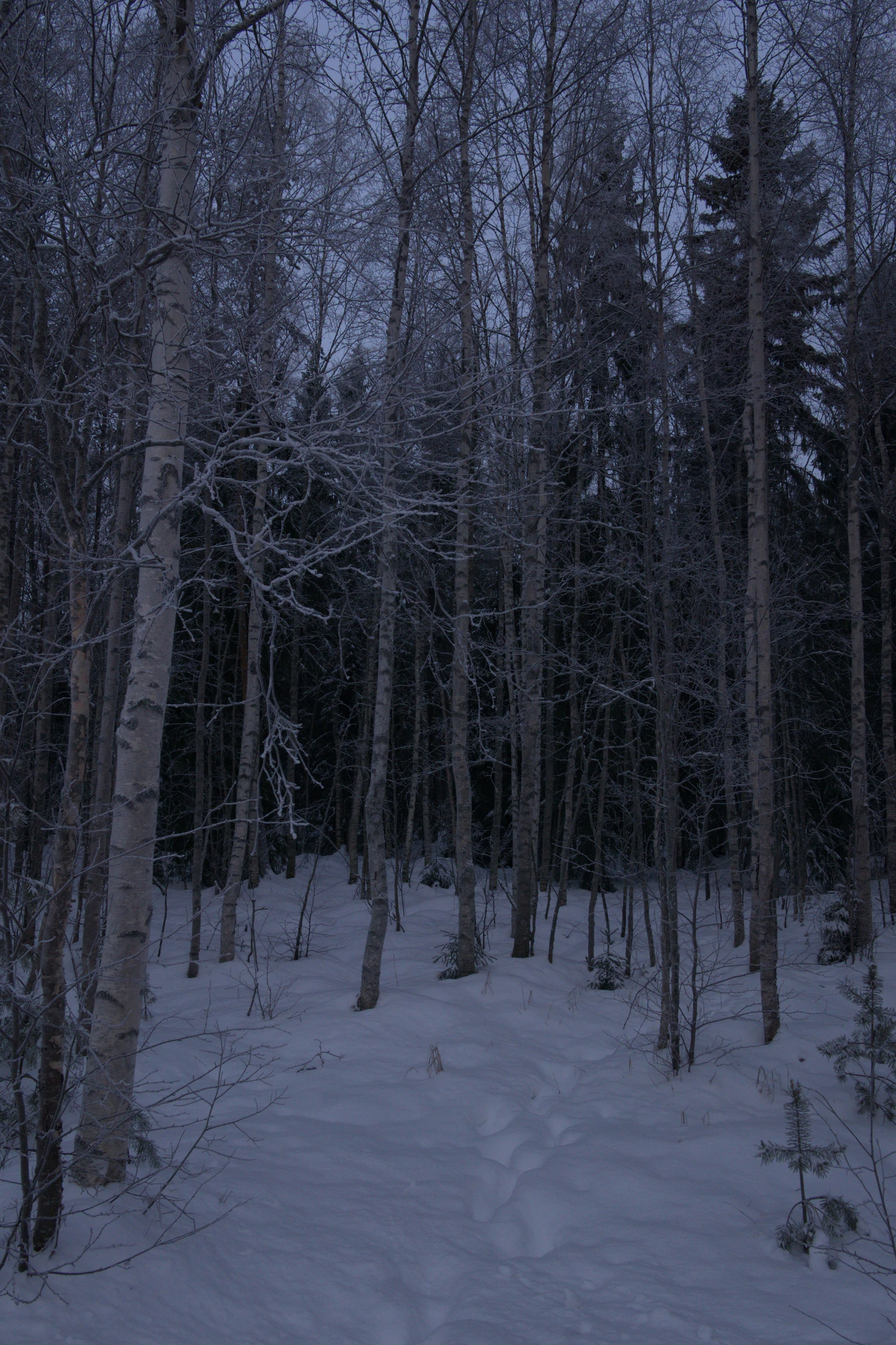 frosty trees 094 — Скачать