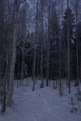 frosty trees 094 — Скачать