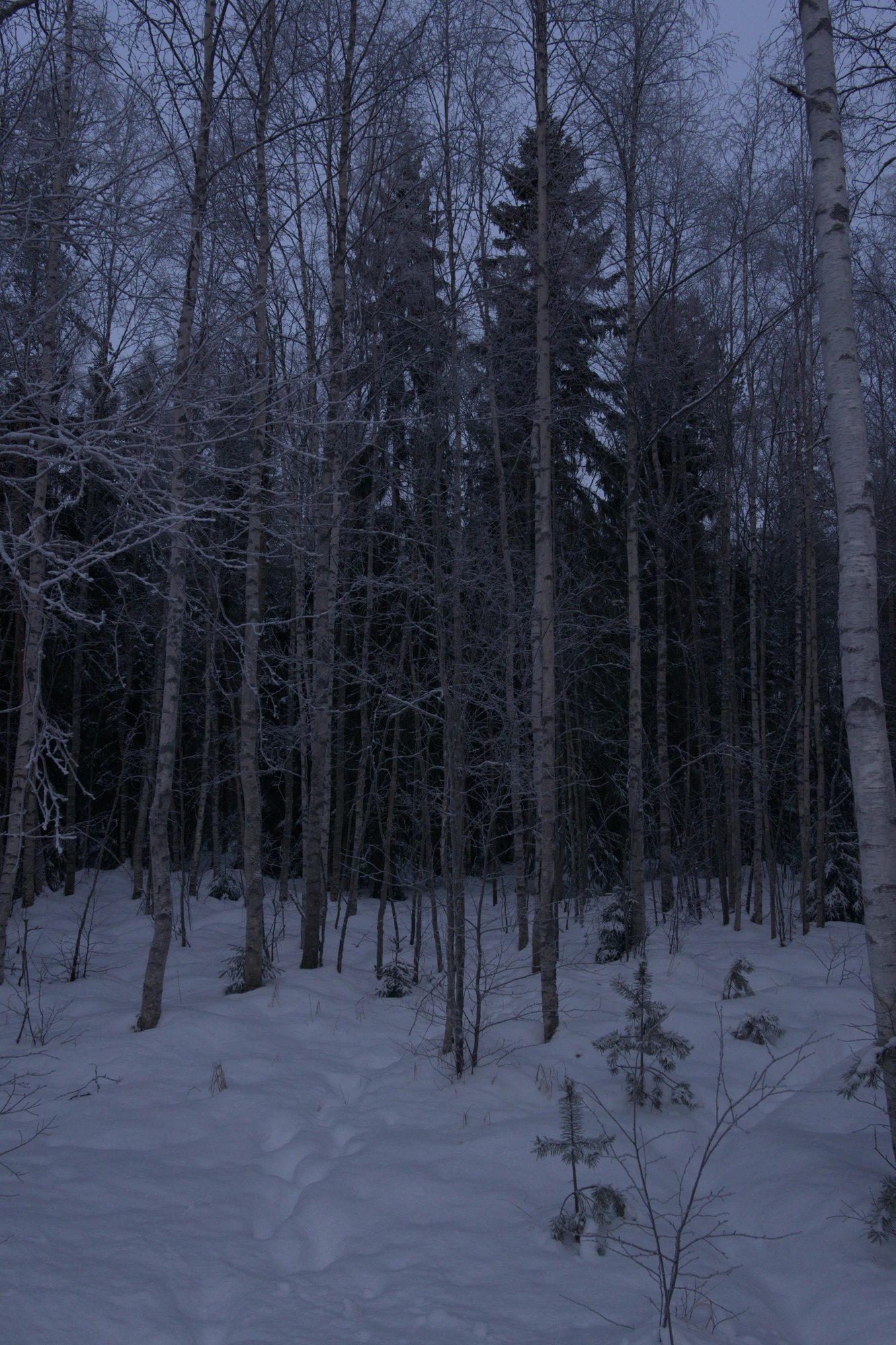 frosty trees 095 — Descargar
