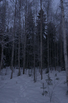 frosty trees 095 — Descargar