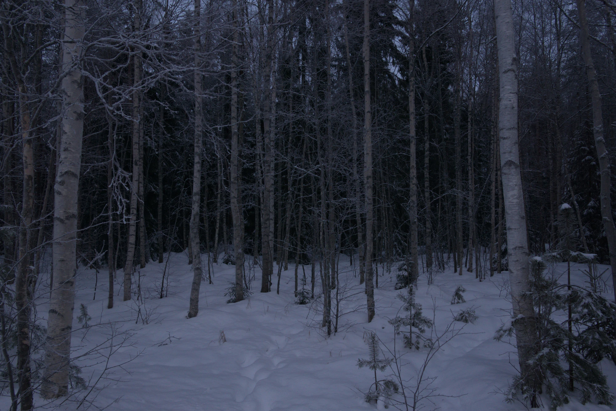 frosty trees 096 — Скачать
