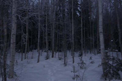 frosty trees 096 — Скачать