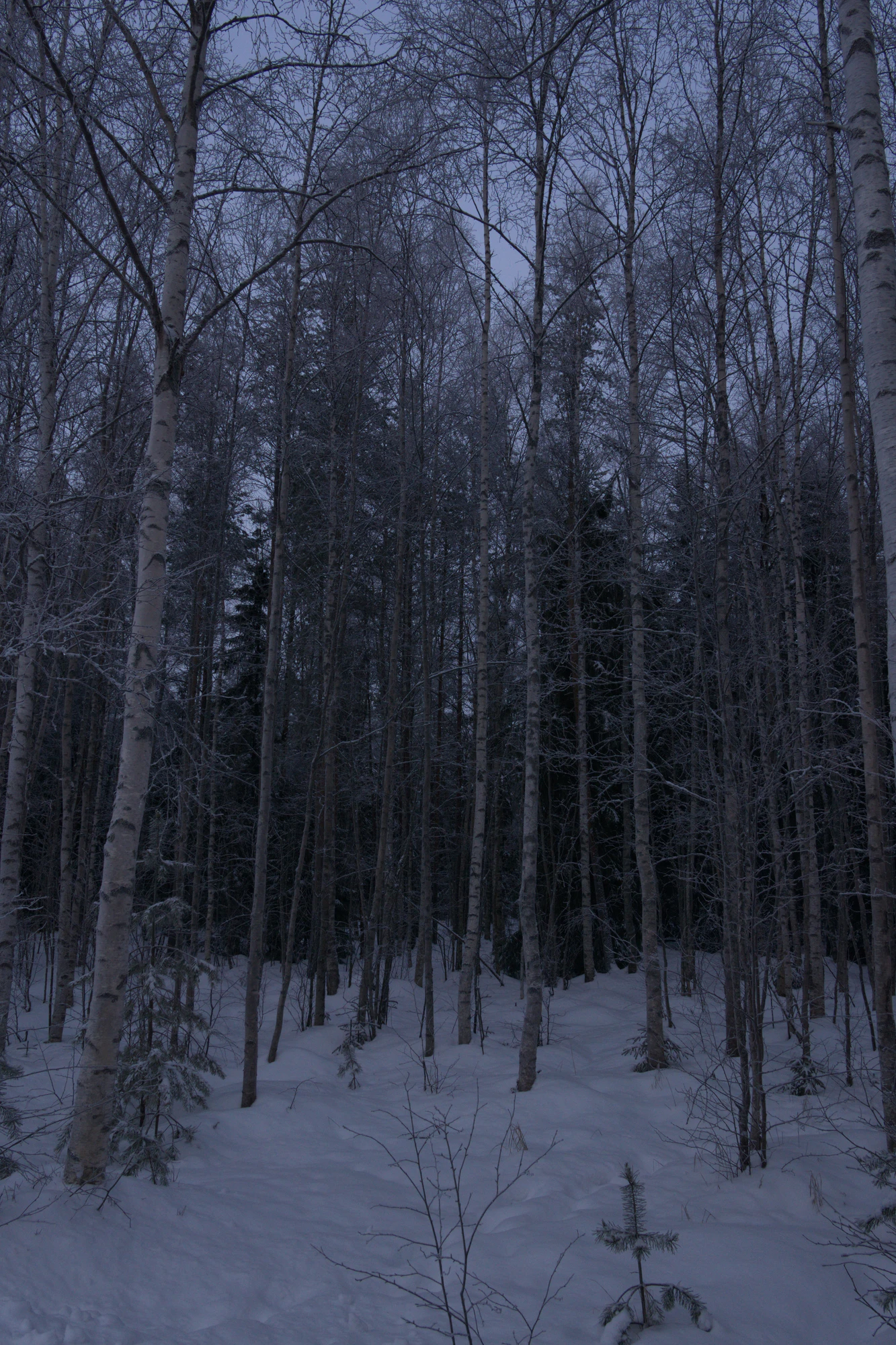 frosty trees 097 — Скачать