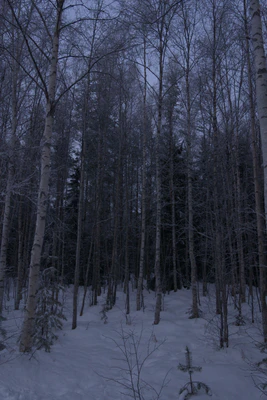 frosty trees 097 — Скачать