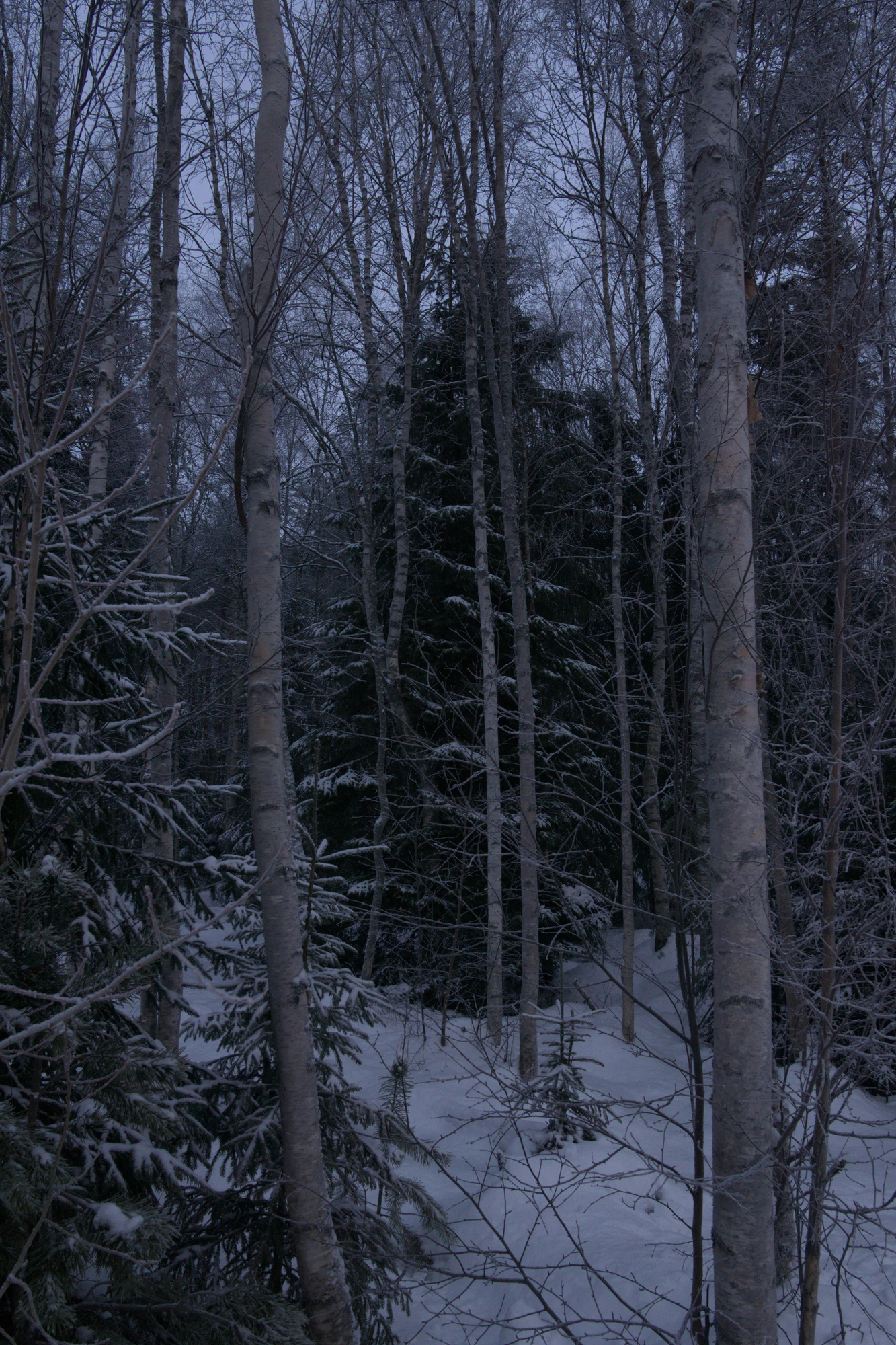 frosty trees 098 — Descargar