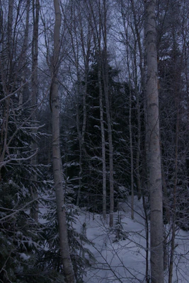 frosty trees 098 — Descargar