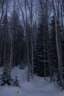 frosty trees 099 — Descargar