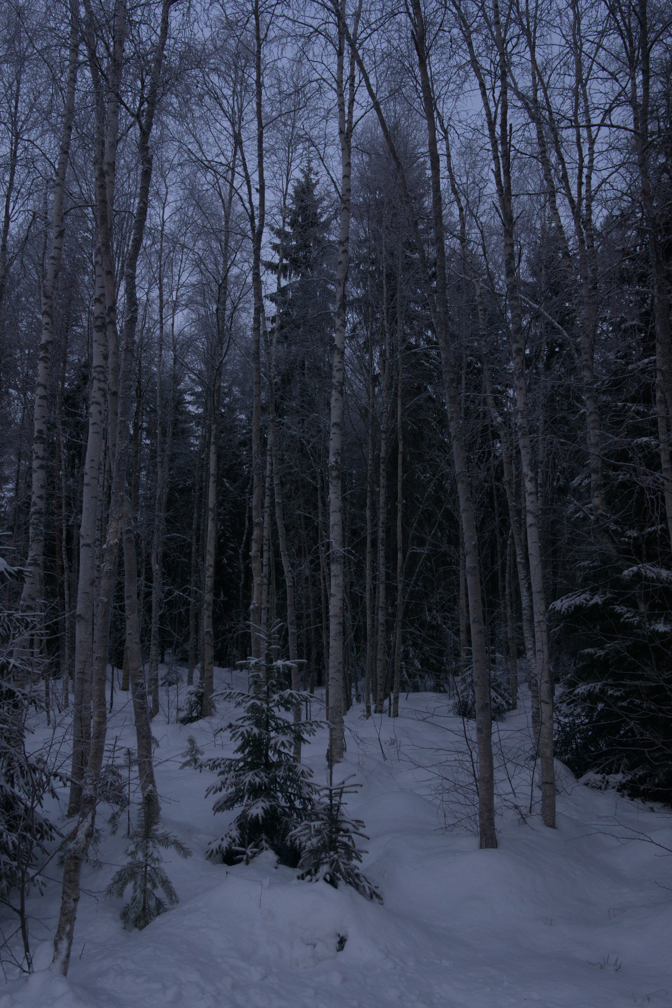 frosty trees 100 — Descargar