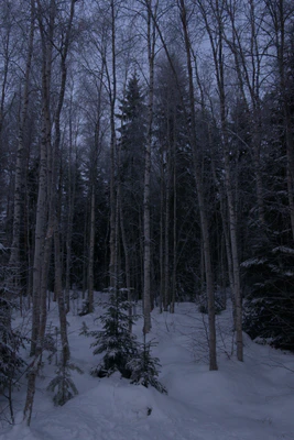frosty trees 100 — Descargar