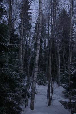 frosty trees 101 — Скачать