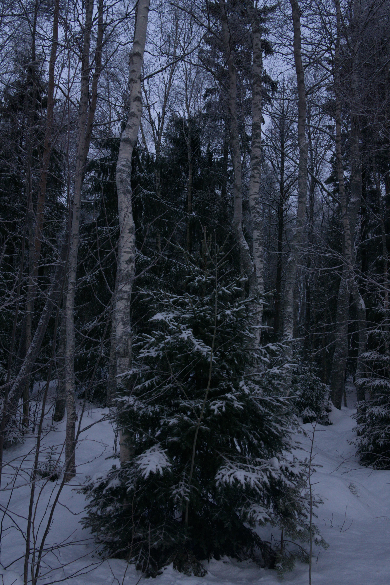 frosty trees 102 — Скачать