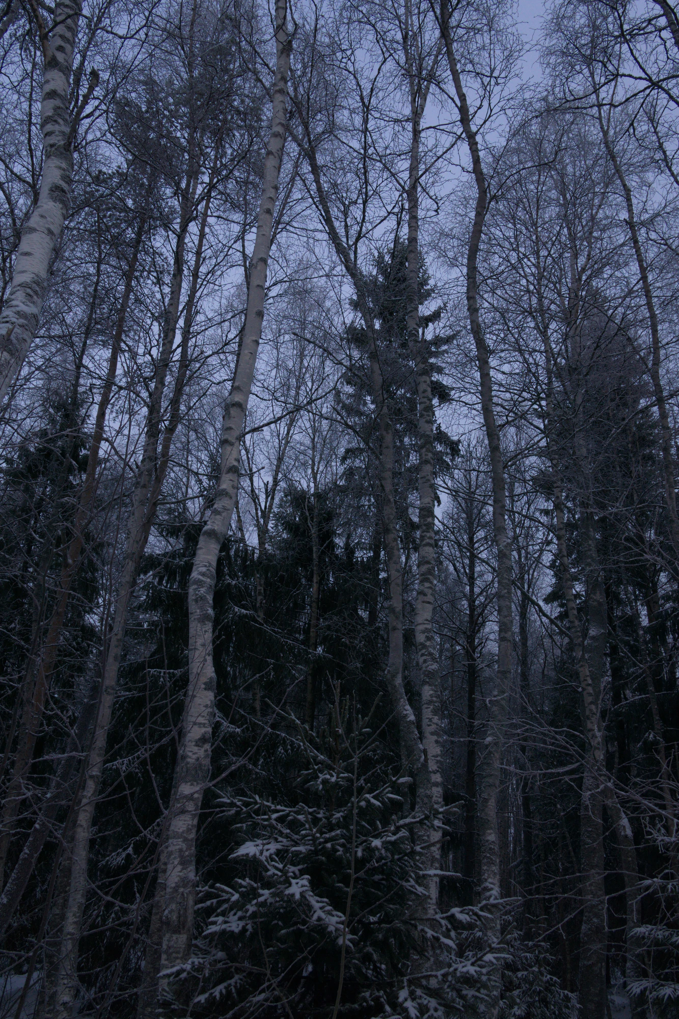frosty trees 103 — Скачать