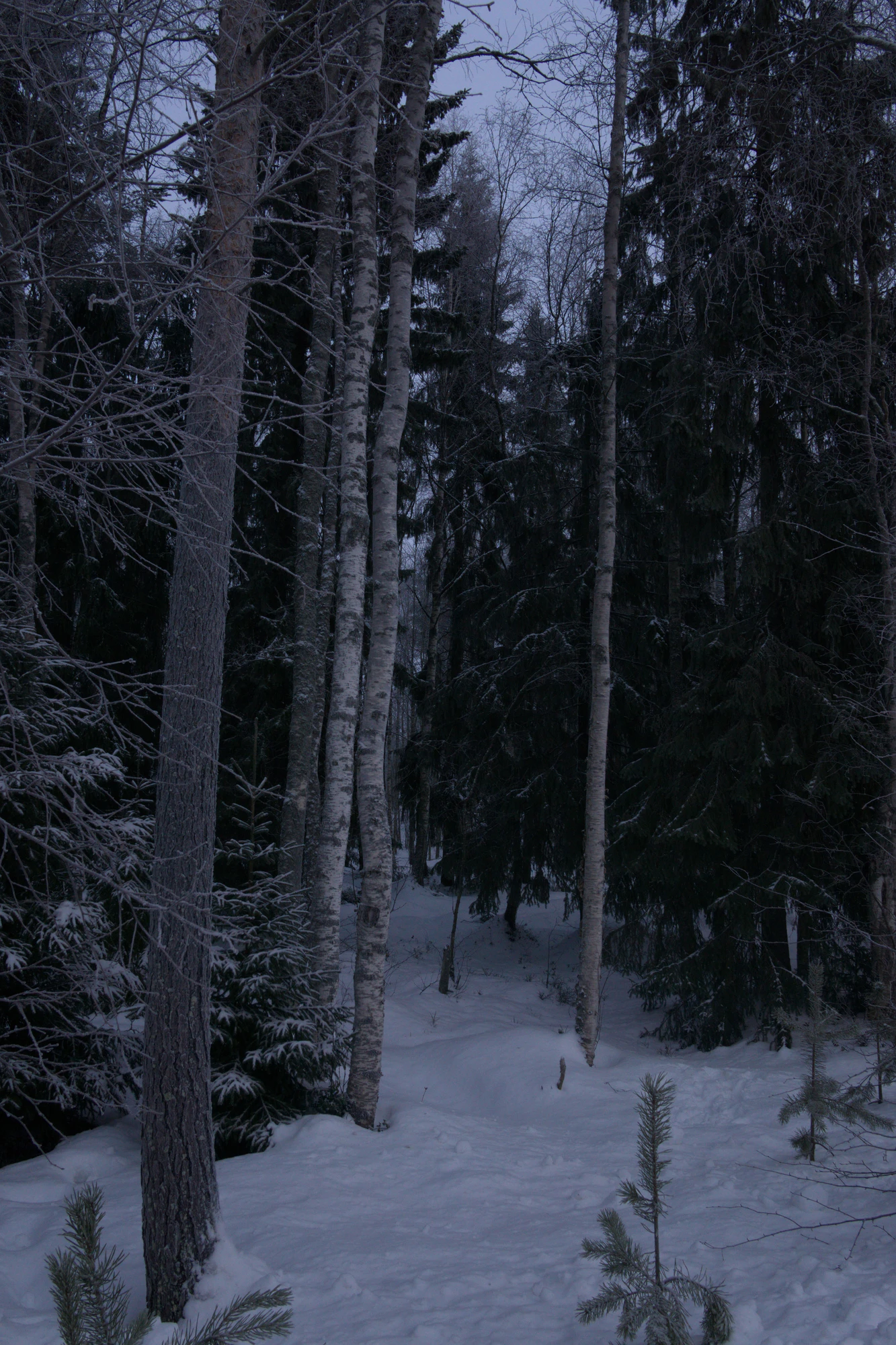 frosty trees 104 — Скачать