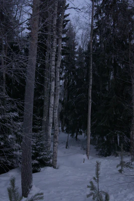 frosty trees 104 — Скачать