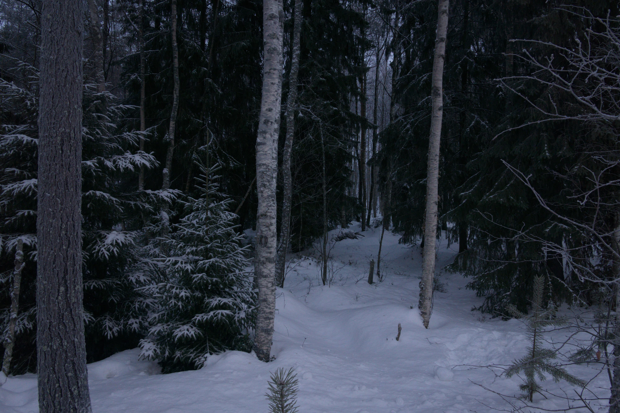 frosty trees 105 — Скачать