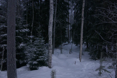 frosty trees 105 — Скачать