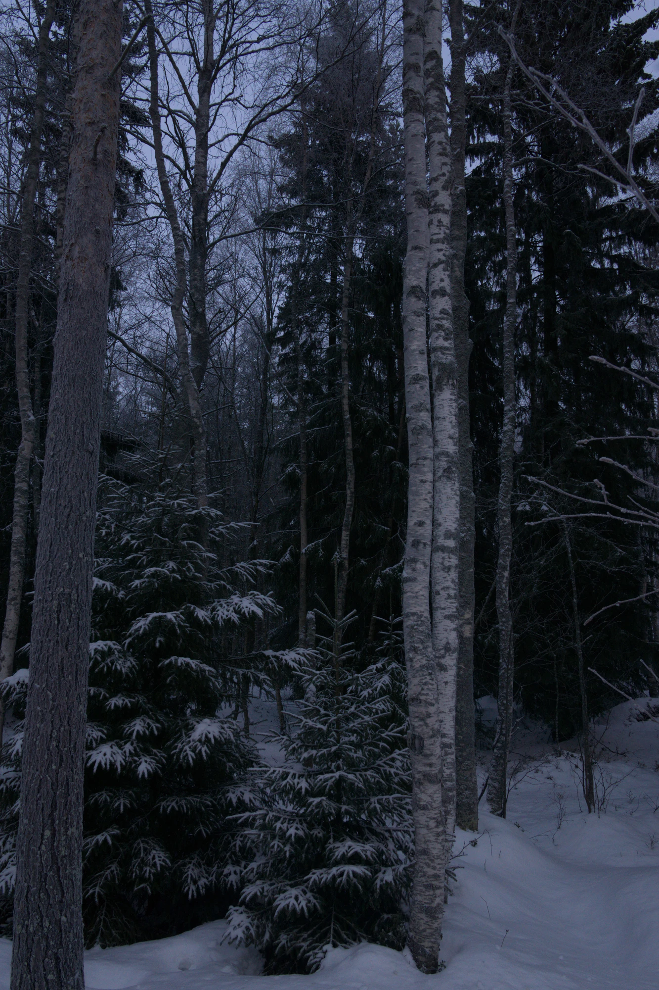 frosty trees 106 — Descargar