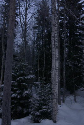 frosty trees 106 — Descargar