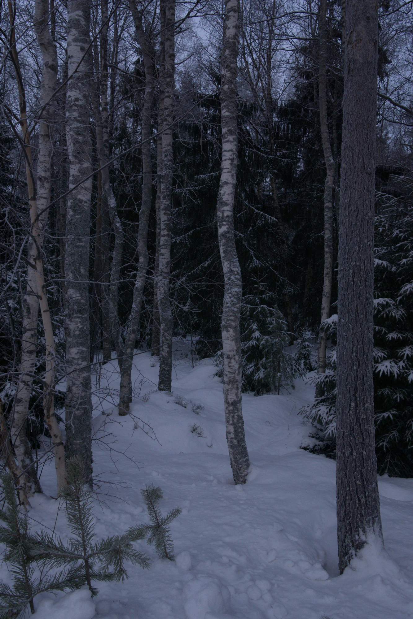 frosty trees 107 — Скачать