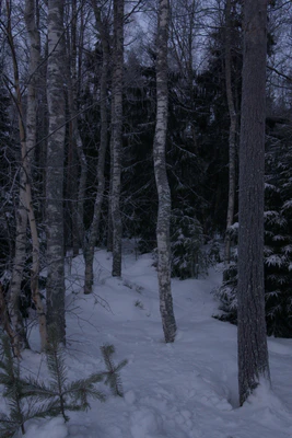 frosty trees 107 — Скачать