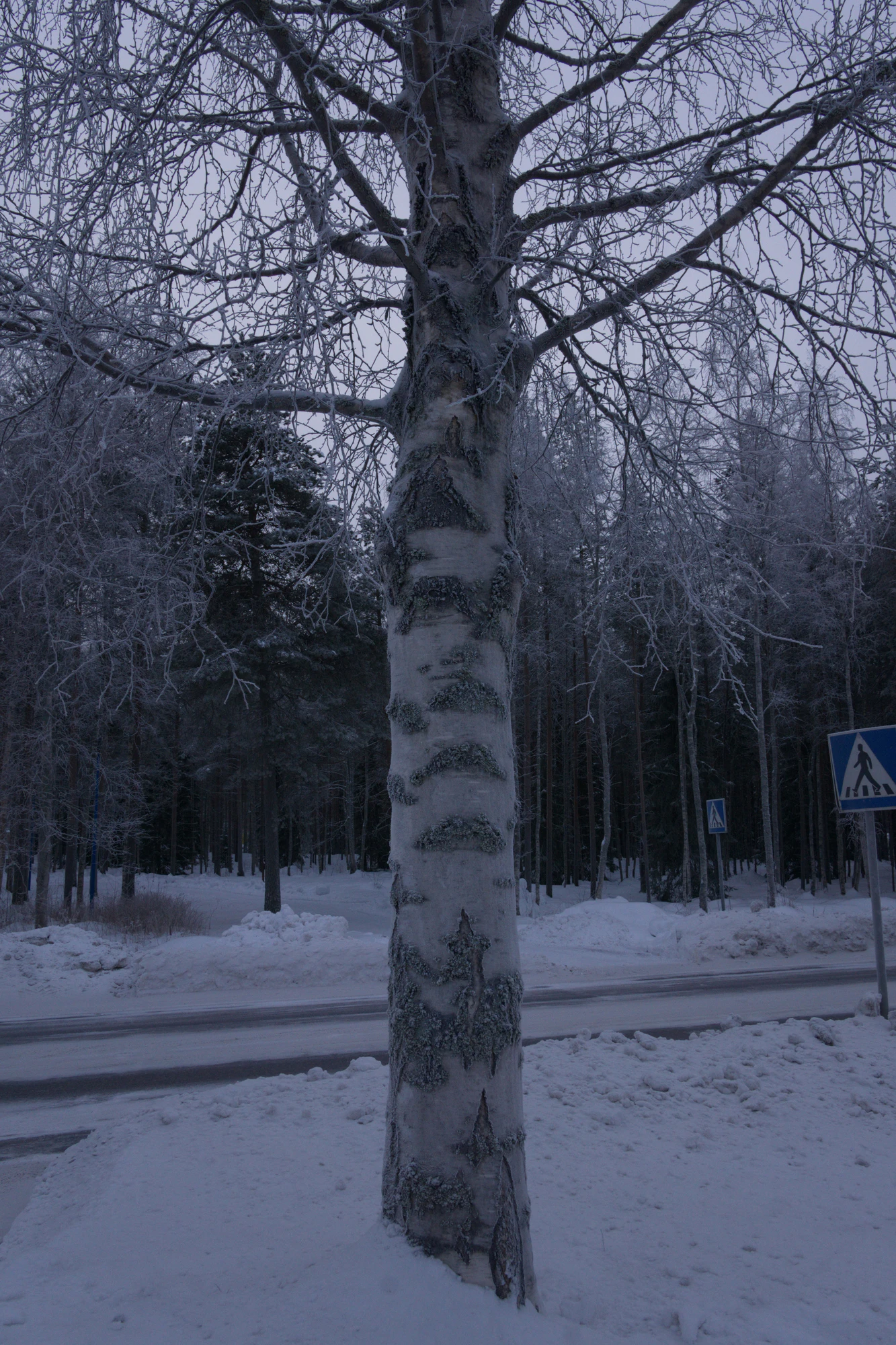 frosty trees 108 — Скачать