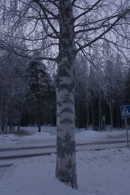 frosty trees 108 — Скачать