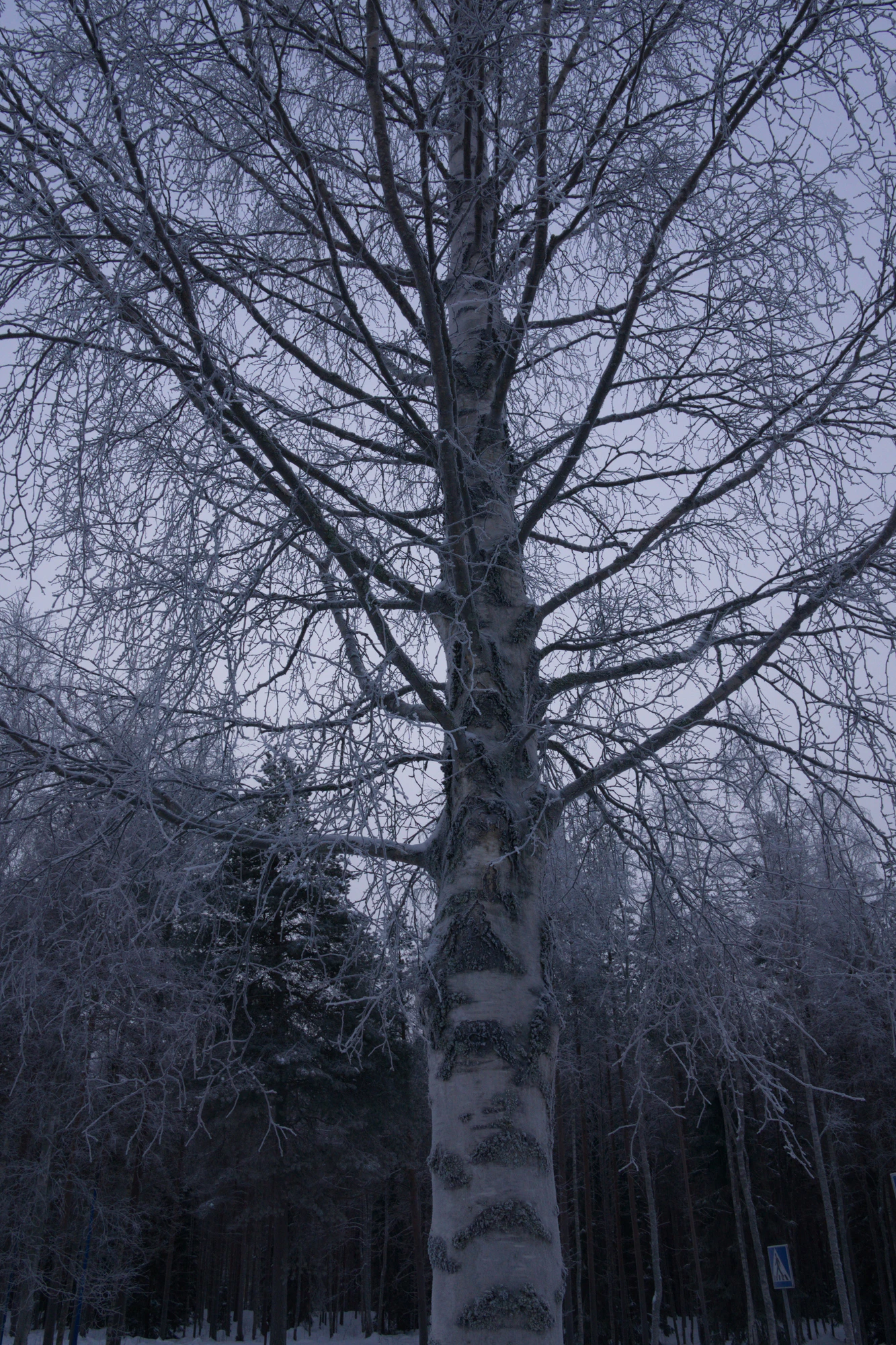 frosty trees 109 — Скачать