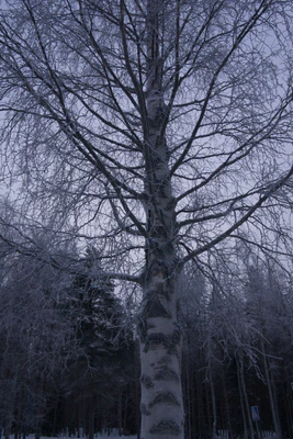 frosty trees 109 — Скачать