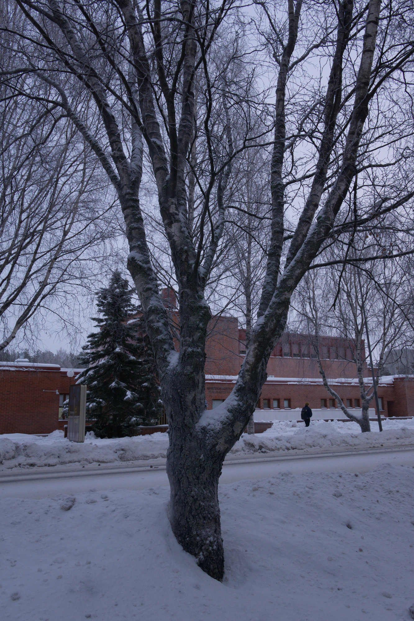 frosty trees 110 — Скачать