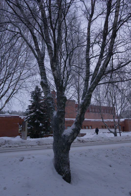 frosty trees 110 — Скачать