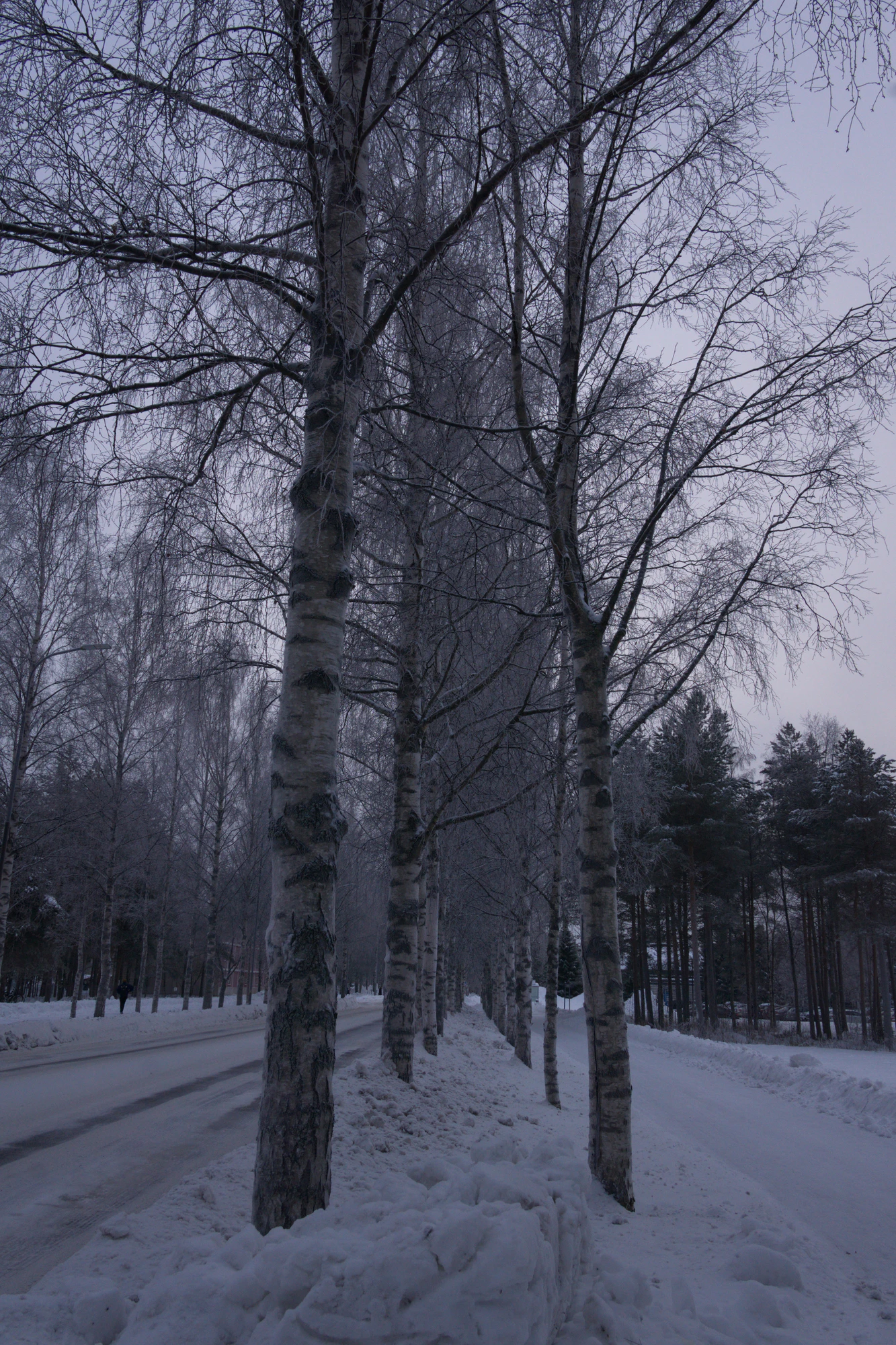 frosty trees 111 — Descargar