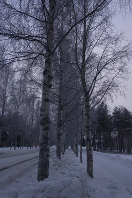 frosty trees 111 — Descargar