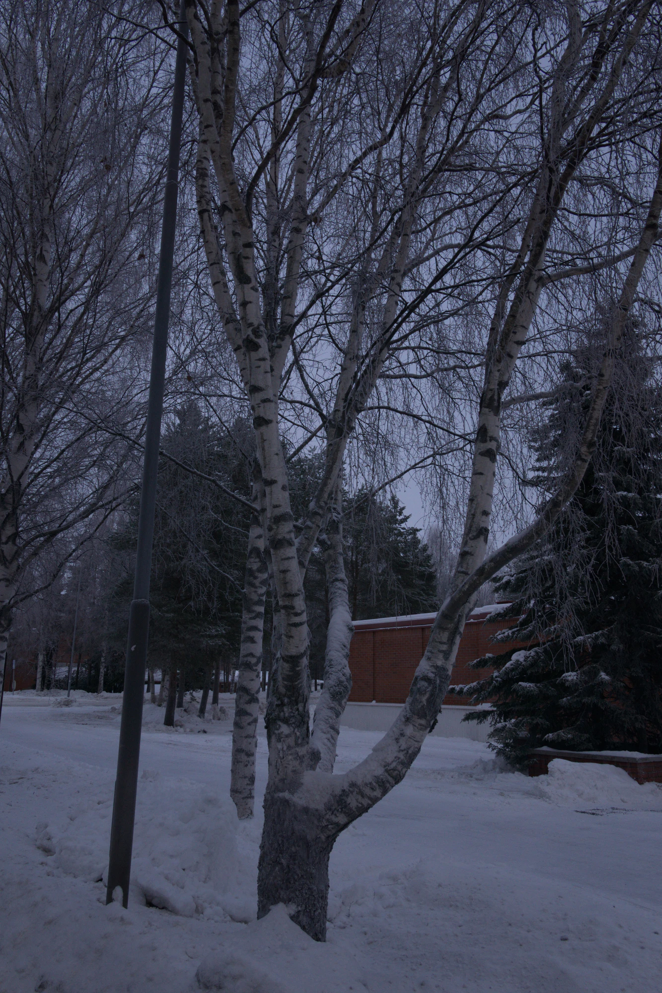 frosty trees 112 — Скачать