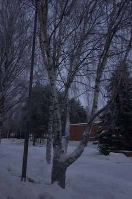 frosty trees 112 — Скачать