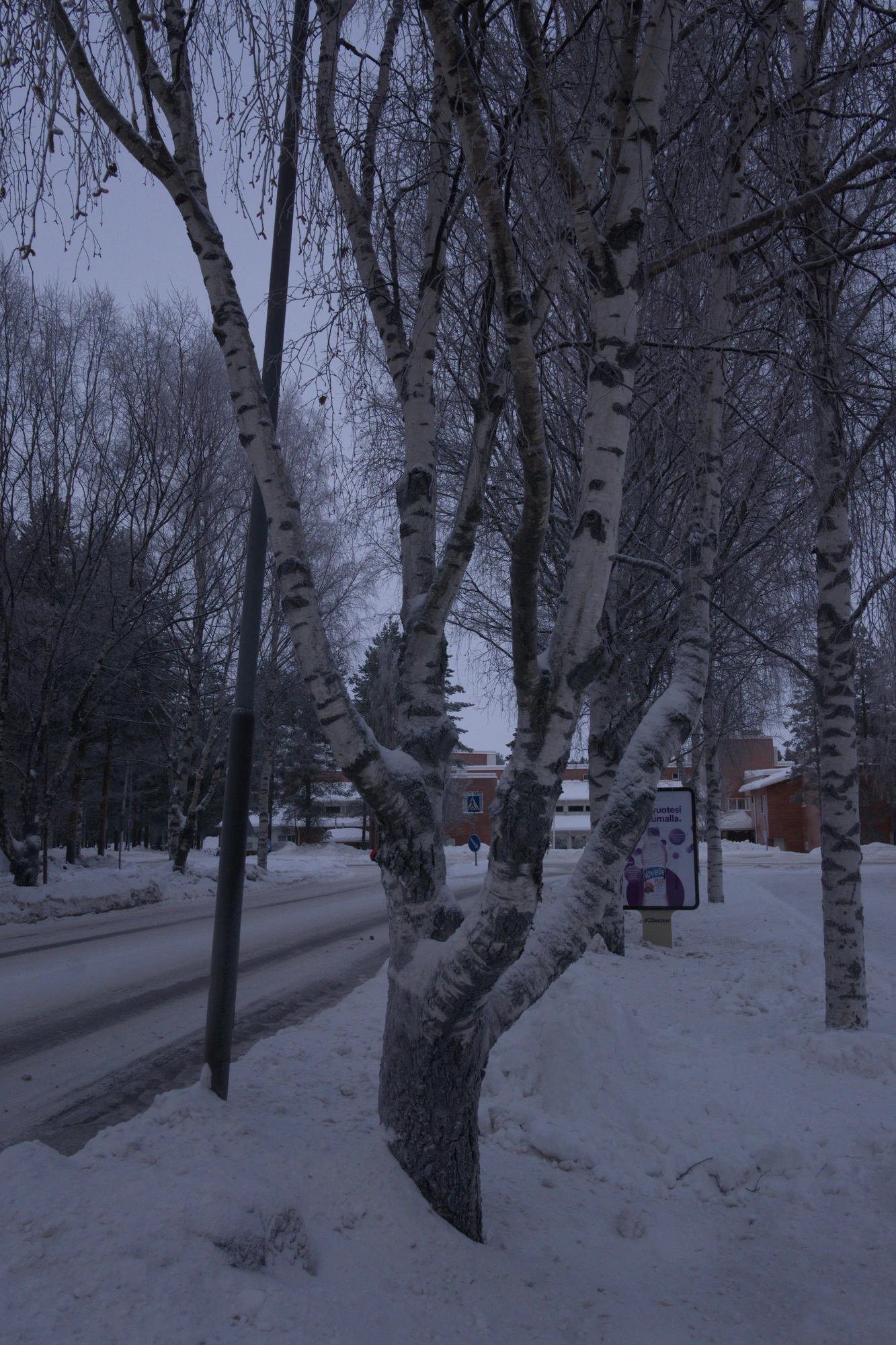 frosty trees 113 — Descargar