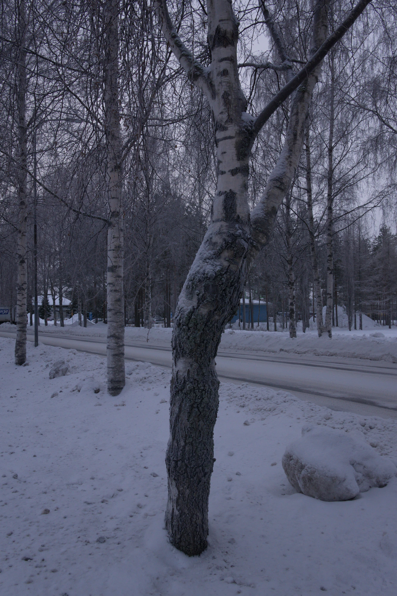 frosty trees 114 — Descargar