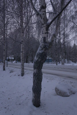 frosty trees 114 — Descargar