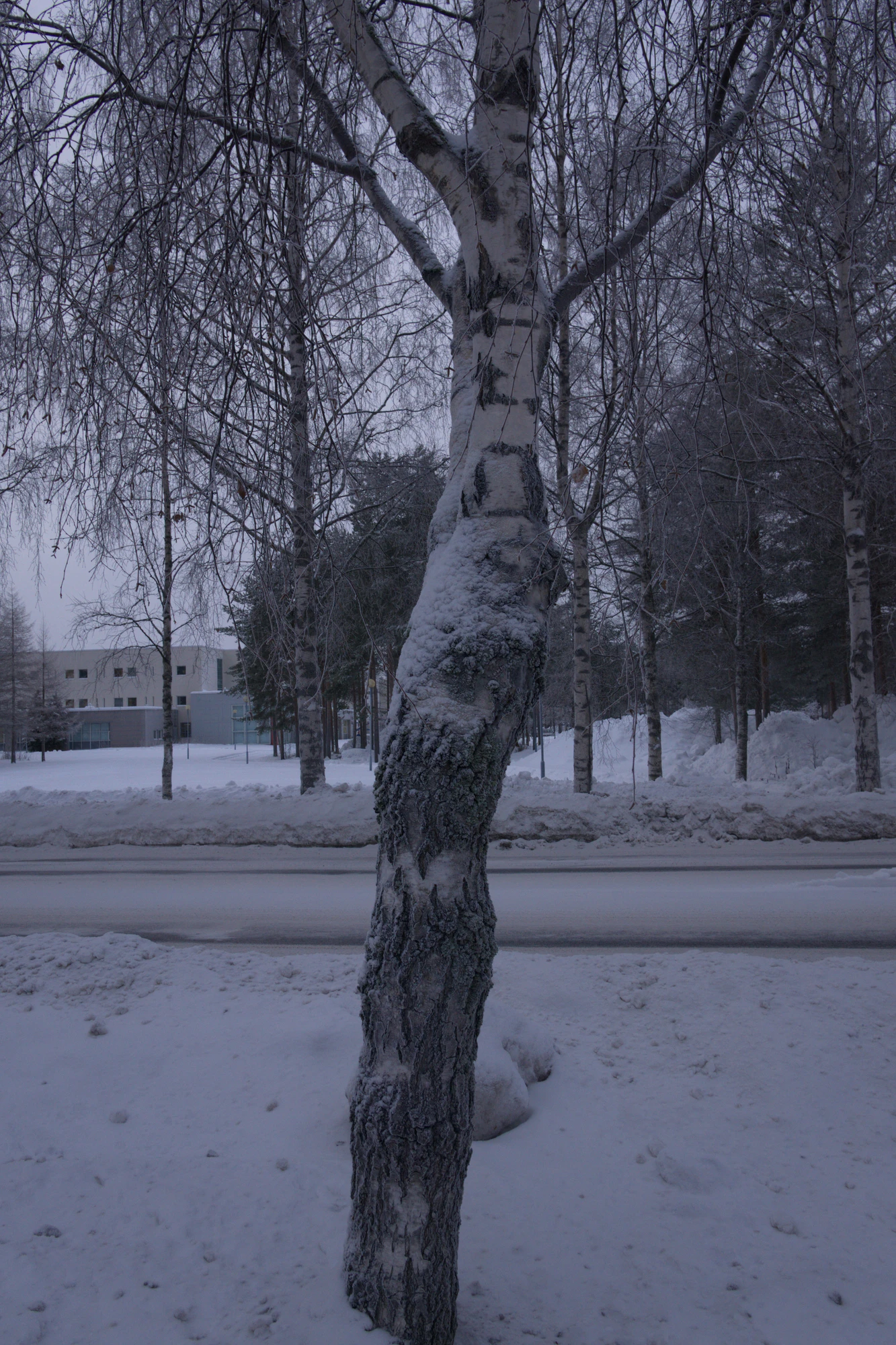 frosty trees 115 — Скачать