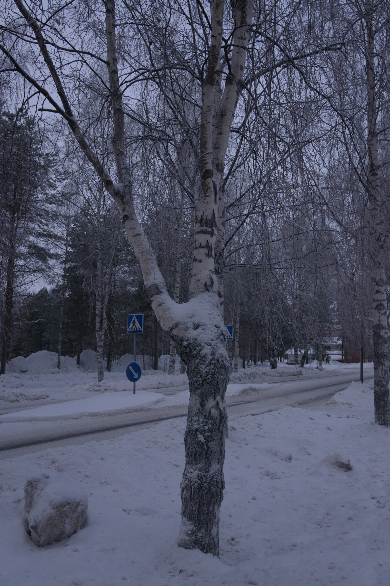 frosty trees 116 — Скачать