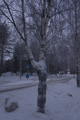frosty trees 116 — Скачать