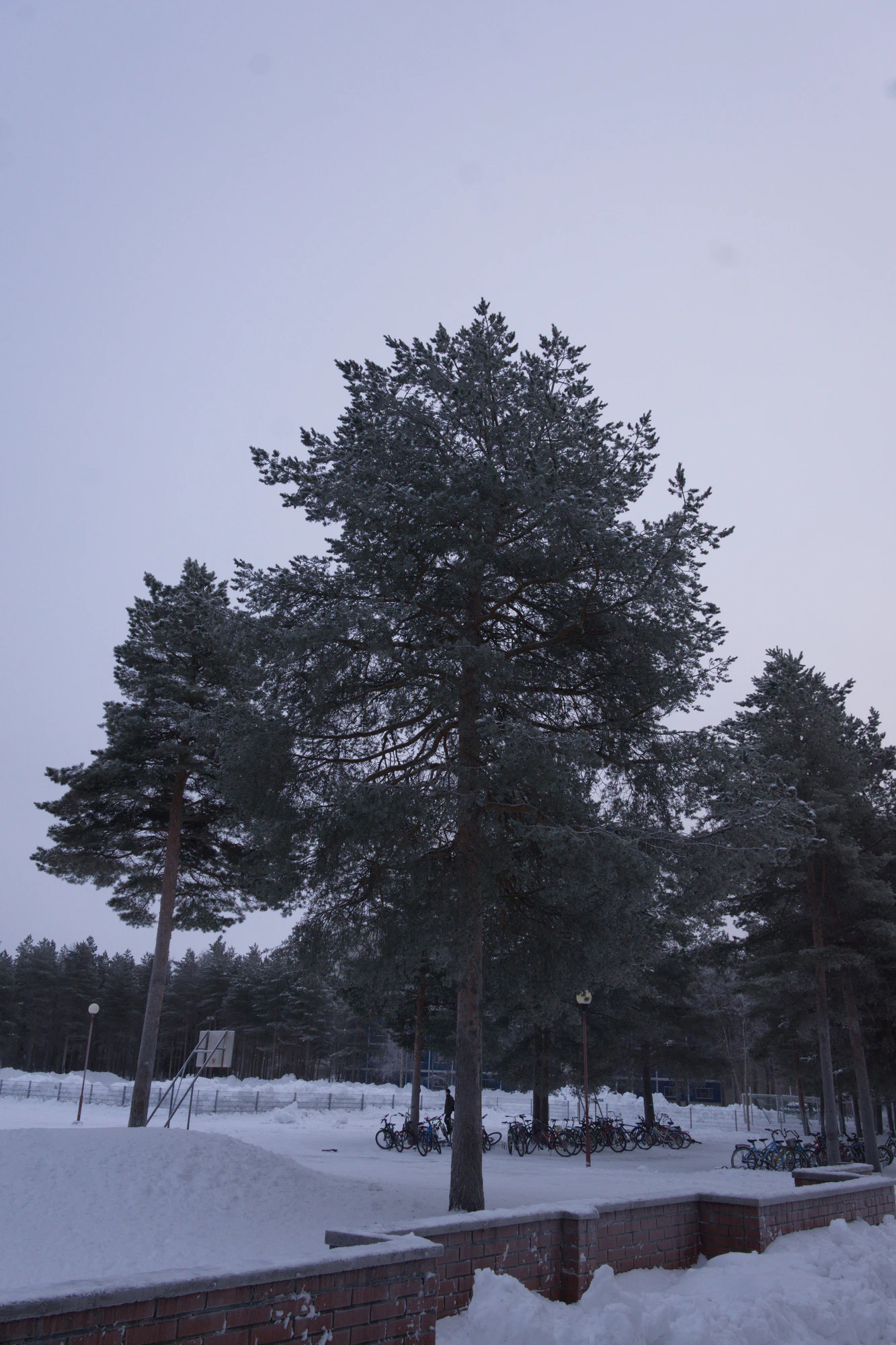 frosty trees 117 — Descargar