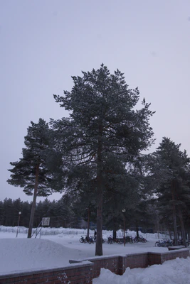frosty trees 117 — Descargar