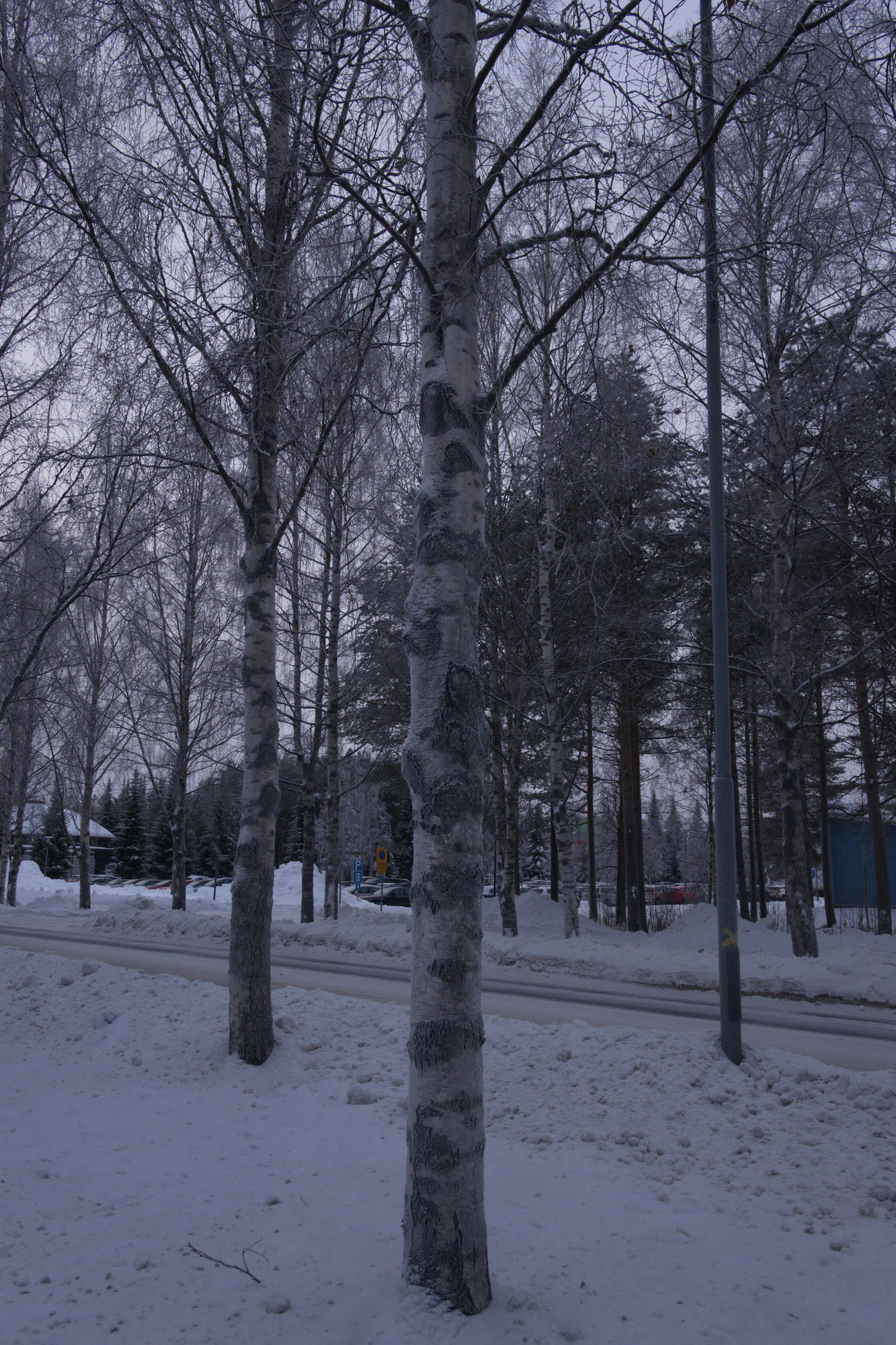 frosty trees 118 — Скачать