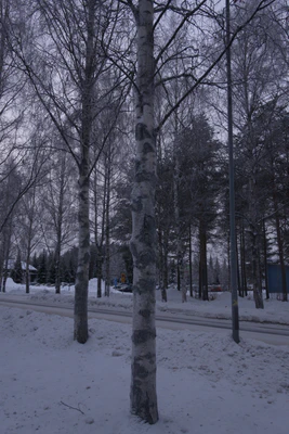 frosty trees 118 — Скачать