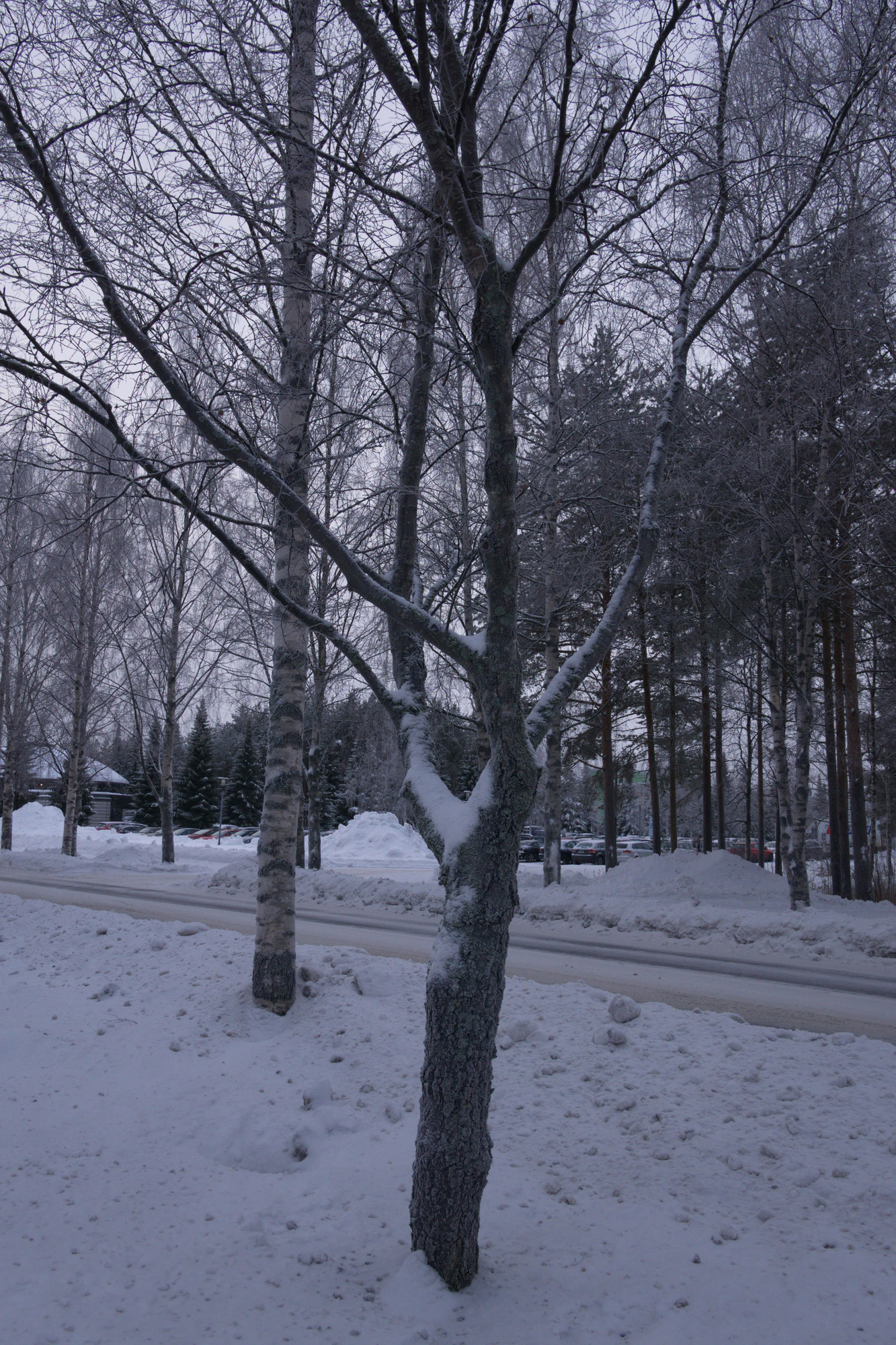 frosty trees 119 — Скачать