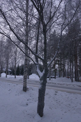 frosty trees 119 — Скачать